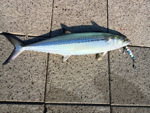 神戸沖堤防（7防）