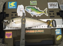 マアジの釣果