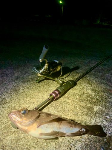 シロメバルの釣果