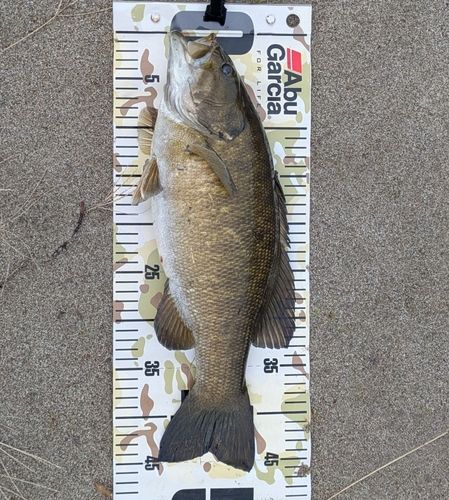 スモールマウスバスの釣果