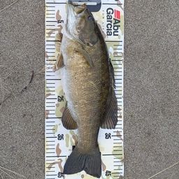 スモールマウスバス