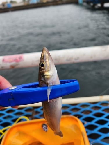 オリジナルメーカー海釣り公園