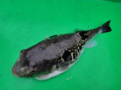 トラフグの釣果