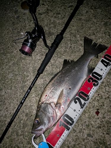 ヒラスズキの釣果