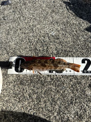 アイナメの釣果