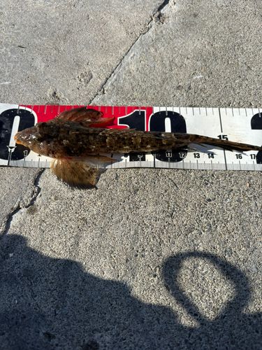 船越湾（岩手）