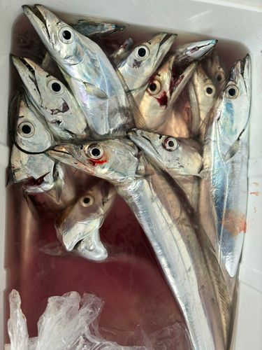 タチウオの釣果