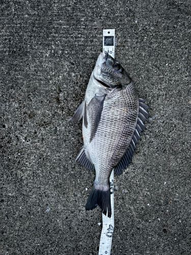 クロダイの釣果