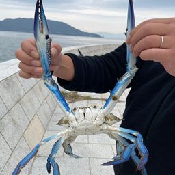 タイワンガザミ