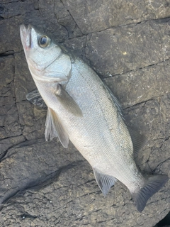 ヒラスズキの釣果
