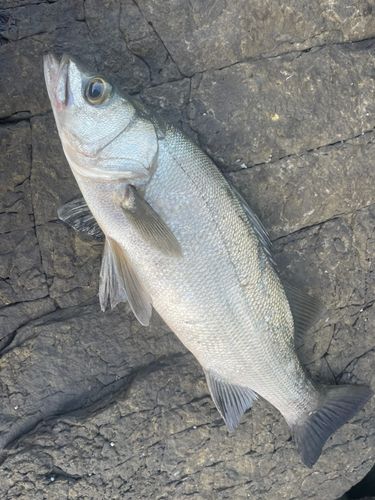 ヒラスズキの釣果