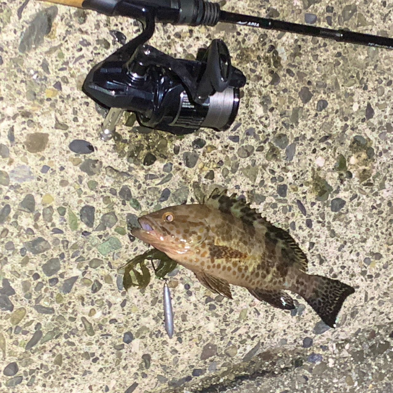 APIA グランデージ ライト 76/5の最安値・インプレ・釣果 | 本音の