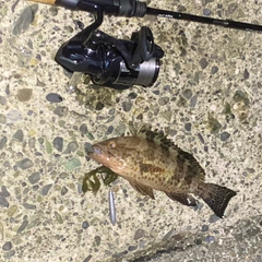 オオモンハタの釣果