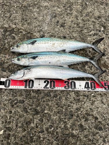 サゴシの釣果