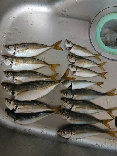 アジの釣果