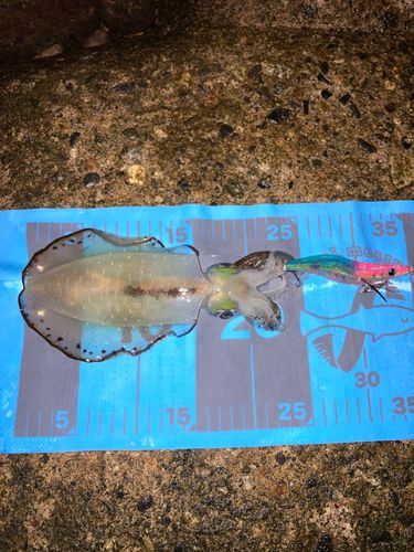 アオリイカの釣果