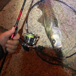 ハネ（ヒラスズキ）