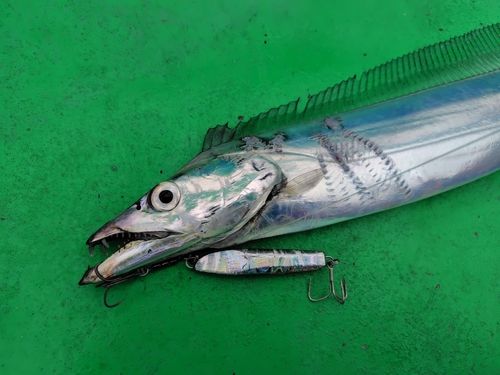 タチウオの釣果