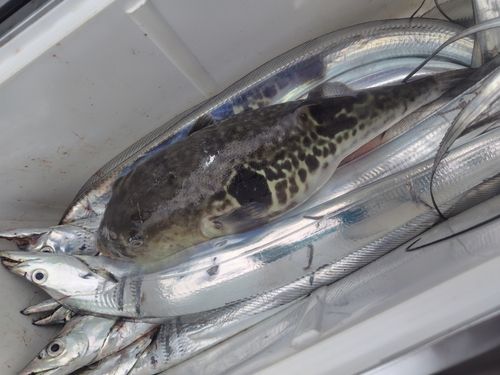 タチウオの釣果