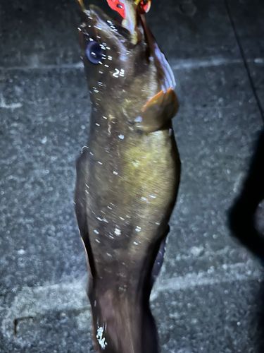 イタチウオの釣果