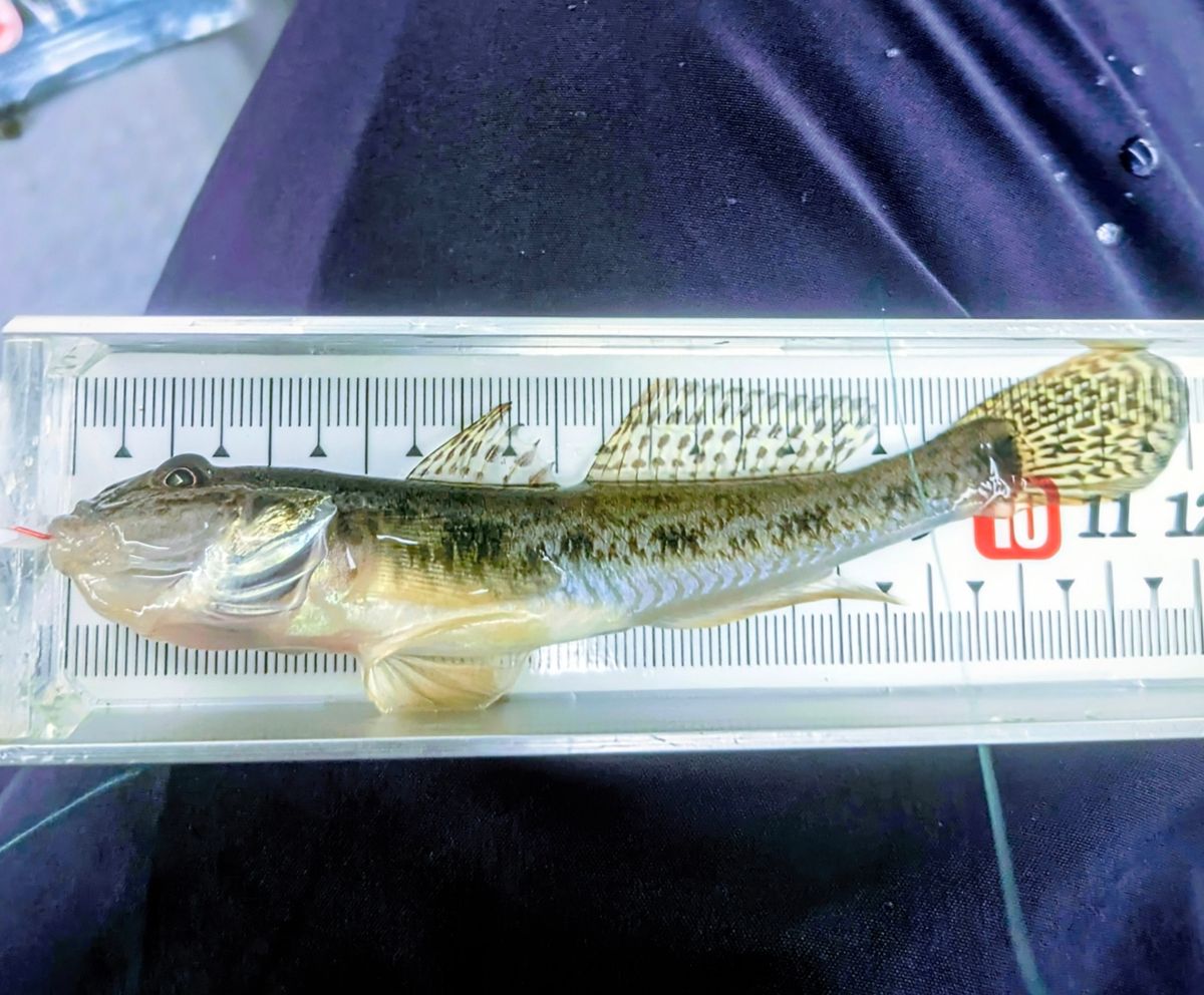 多摩野鯊太郎さんの釣果 2枚目の画像