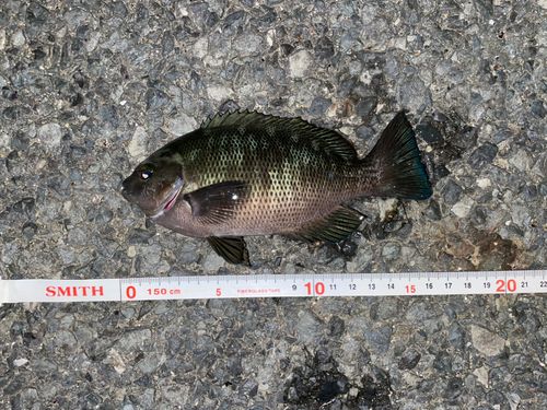 若洲海浜公園海釣り施設
