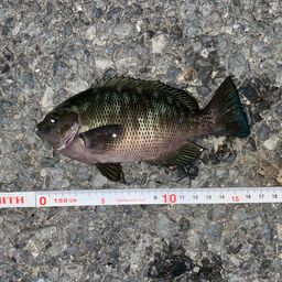 カタクチイワシ