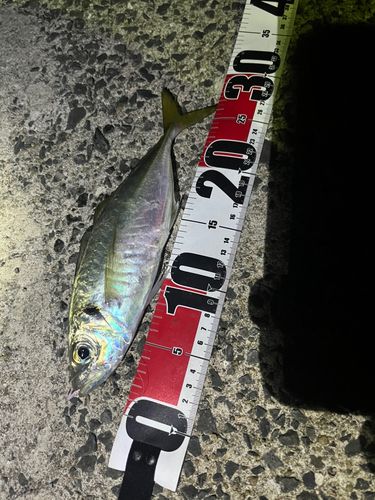 仮屋湾西遊魚センター