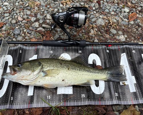 ブラックバスの釣果