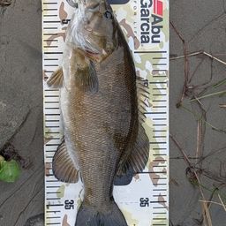 スモールマウスバス