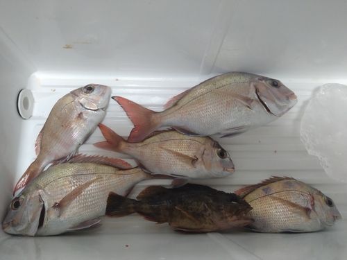 マダイの釣果