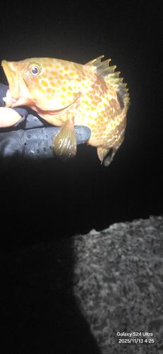 キジハタの釣果