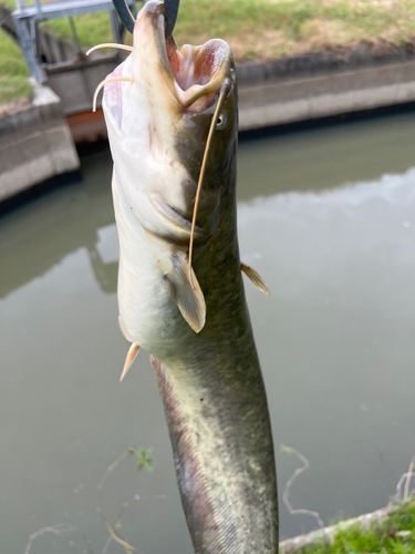 ナマズの釣果