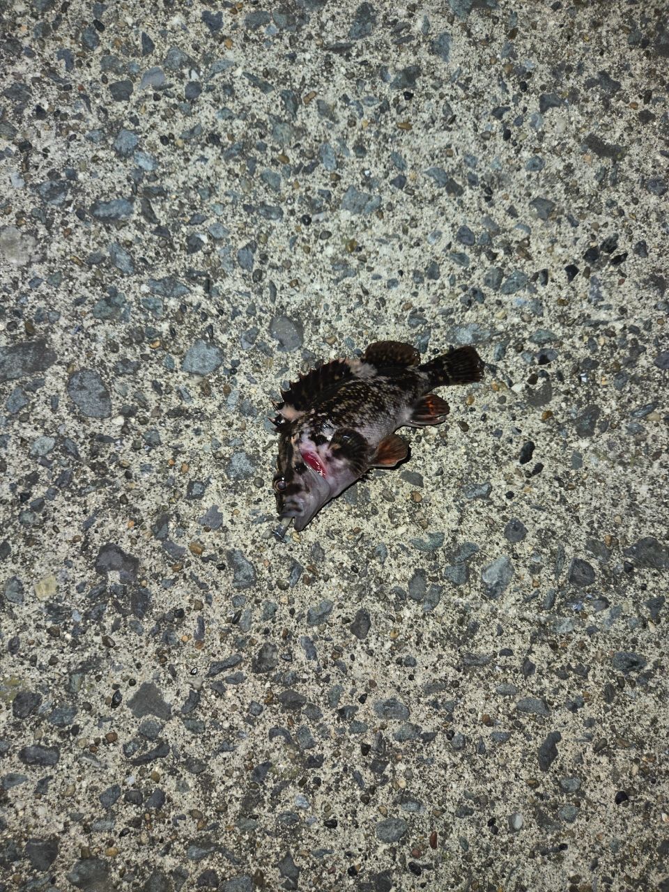 オウゴンムラソイ