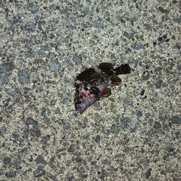 オウゴンムラソイ