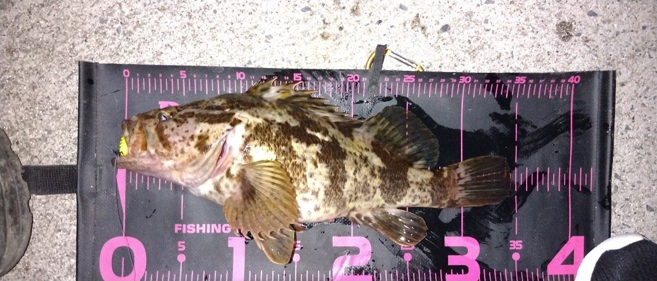 タケノコメバル