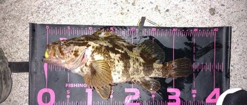 タケノコメバルの釣果