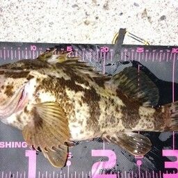 タケノコメバル