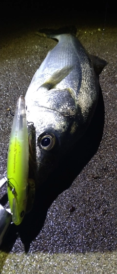 シーバスの釣果