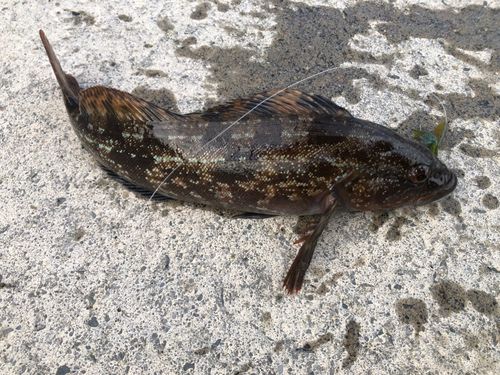 アイナメの釣果