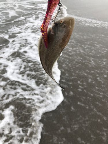 ウシノシタの釣果