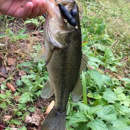 ラージマウスバス