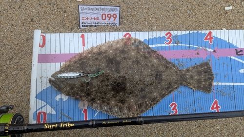 ヒラメの釣果