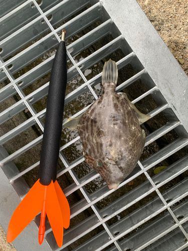 カワハギの釣果