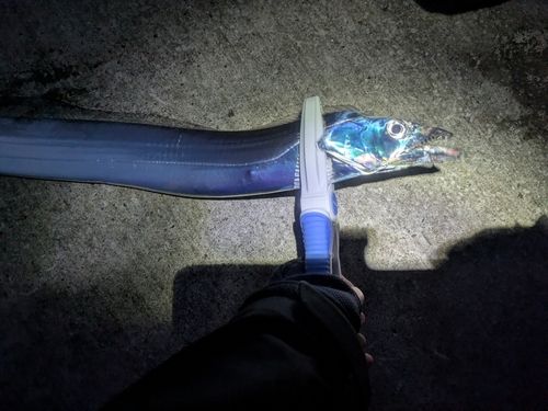 タチウオの釣果