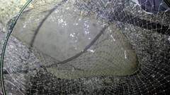 ツバクロエイの釣果