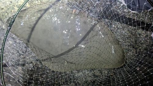 ツバクロエイの釣果