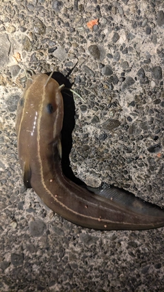 ゴンズイの釣果