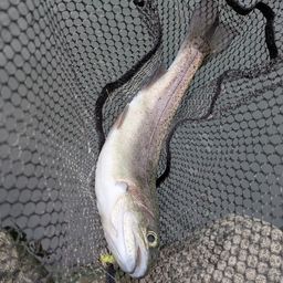 レインボートラウト