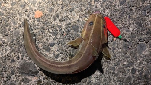 ゴンズイの釣果